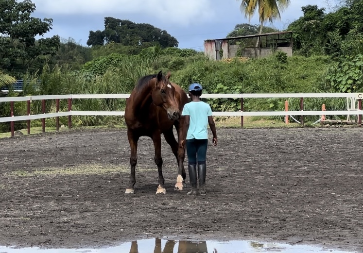 equitation-activite-equestres-martinique
