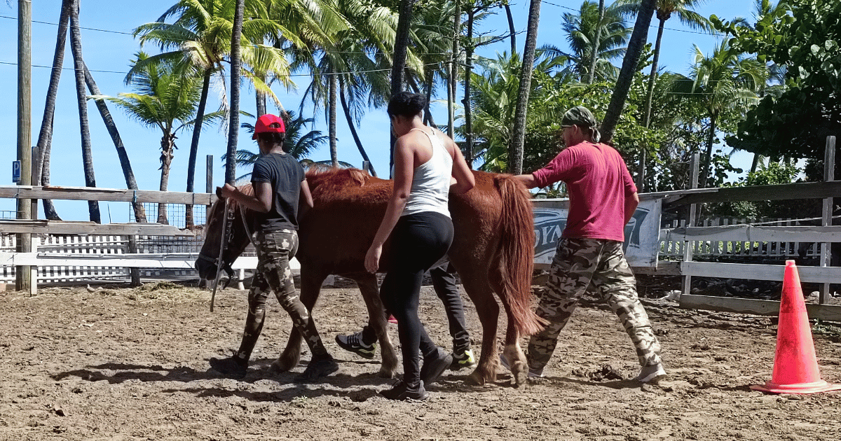 femme qui dresse un cheval marron