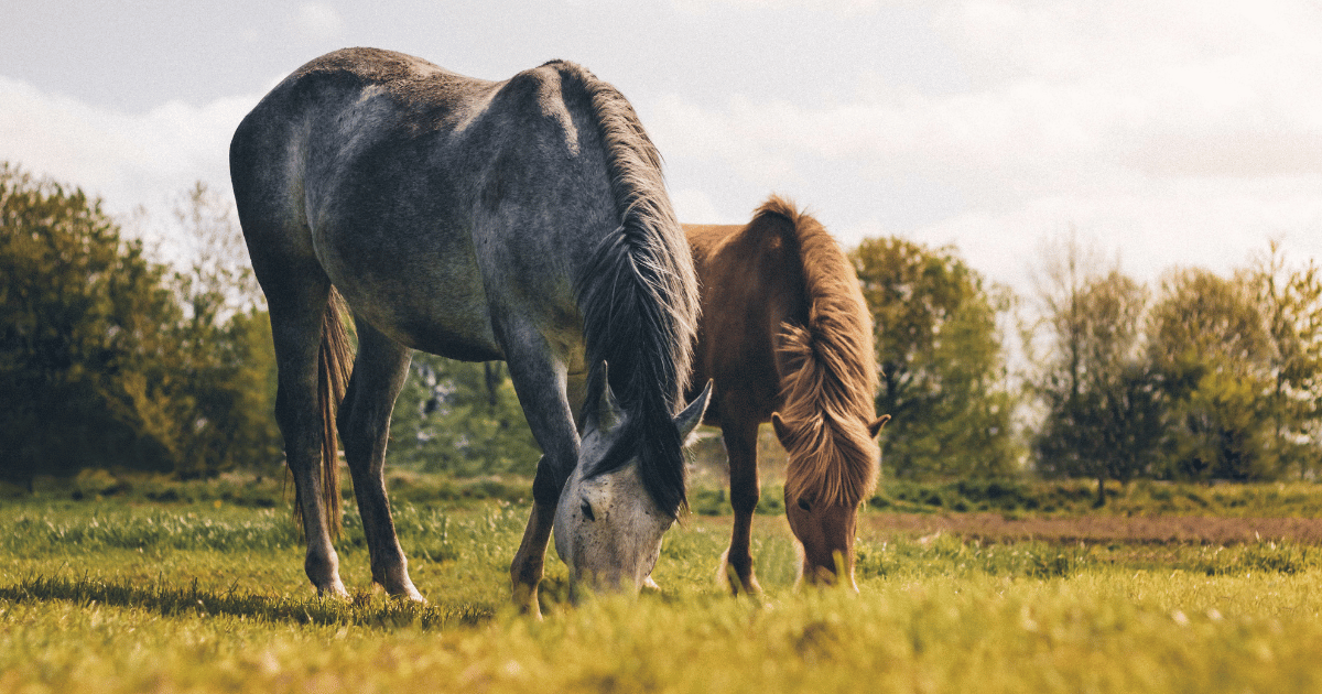 La retraite des chevaux de courses (hippodrome)