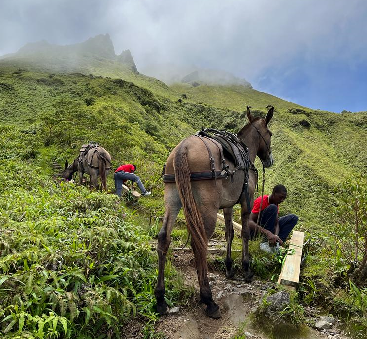 Reportage Martinique Première Mission Montagne Pelée Co-equi-pieds et ONF