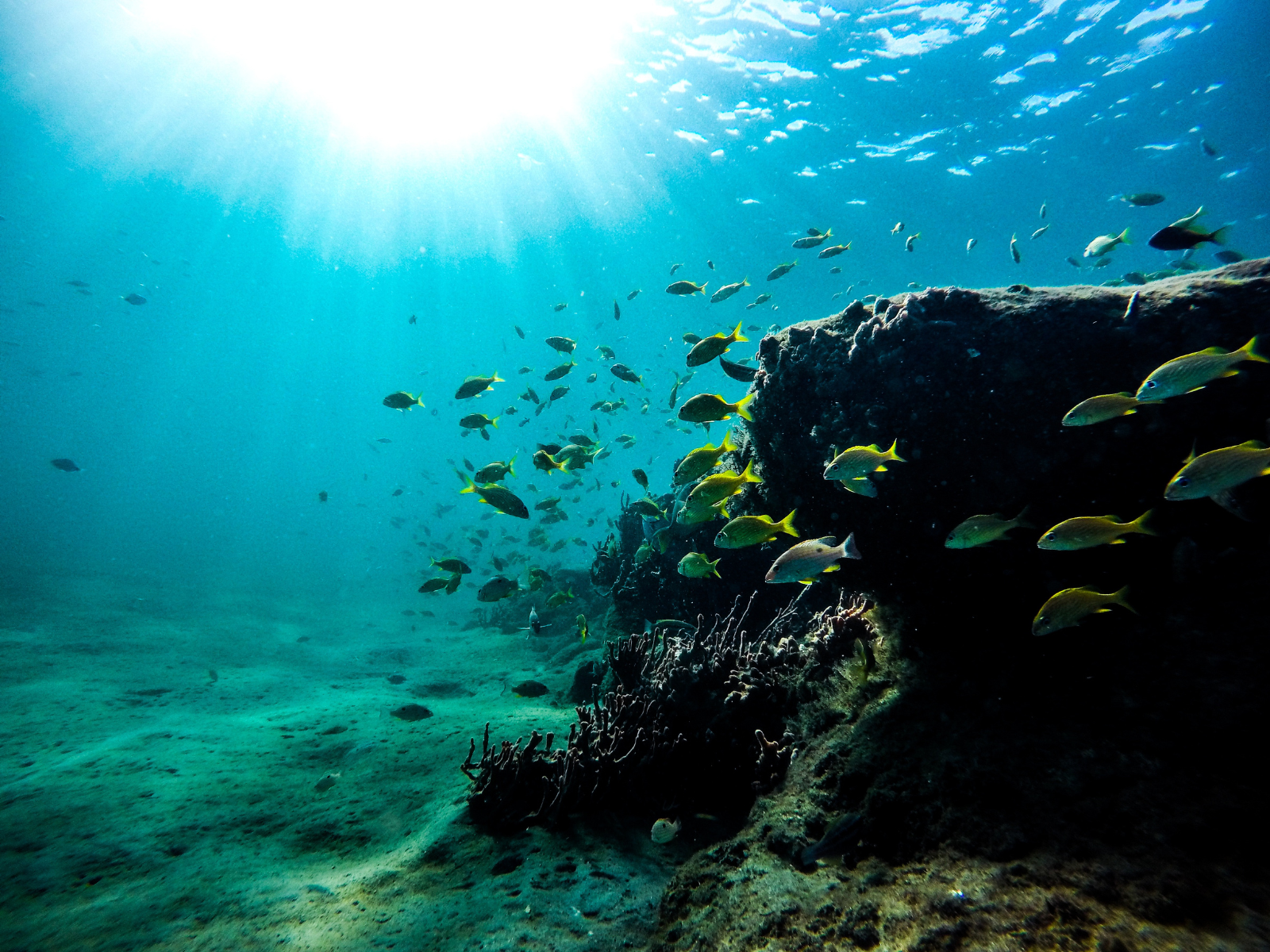 Ocean fish by reef - image for The Crown Estate case study. 