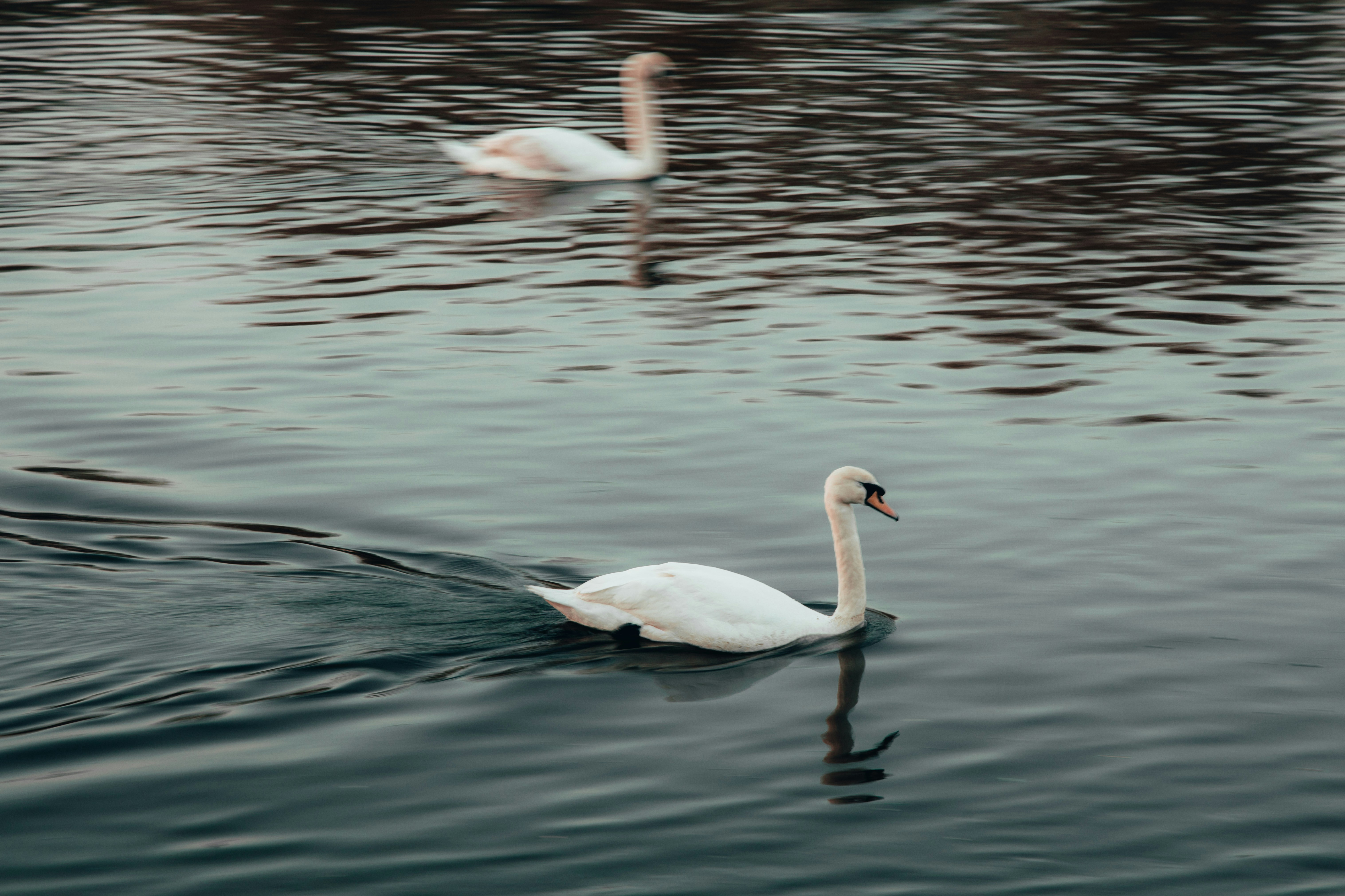 Swans in a river