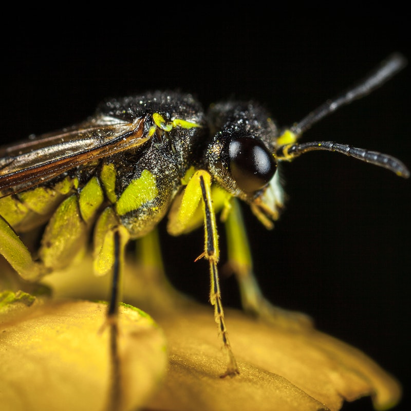 a close up image of a wasp