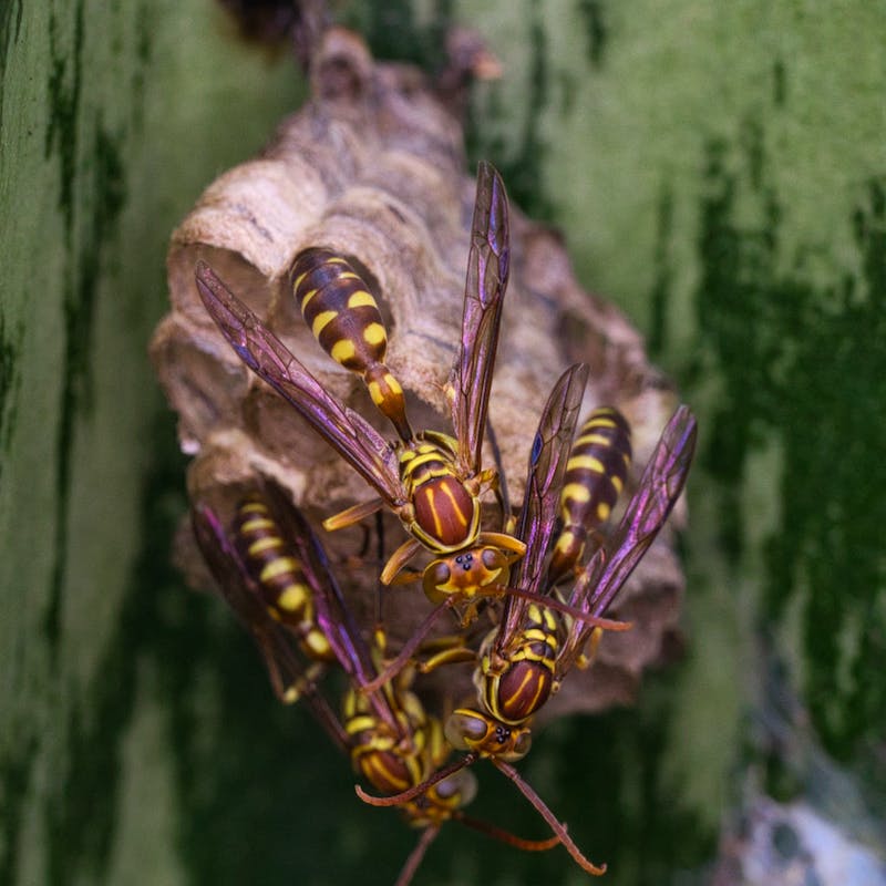 a picture of wasps building nest