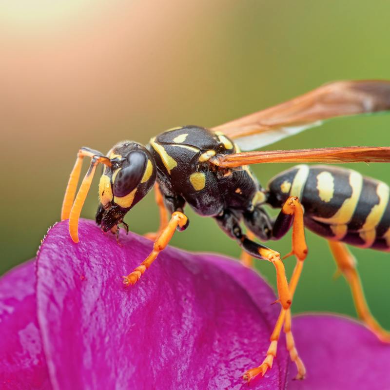 a wasp on a flower