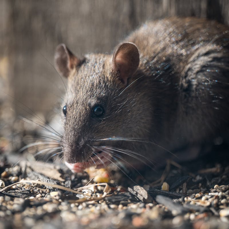 a close up picture of a rat