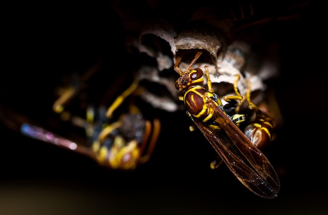 a swarm of yellowjacket wasps