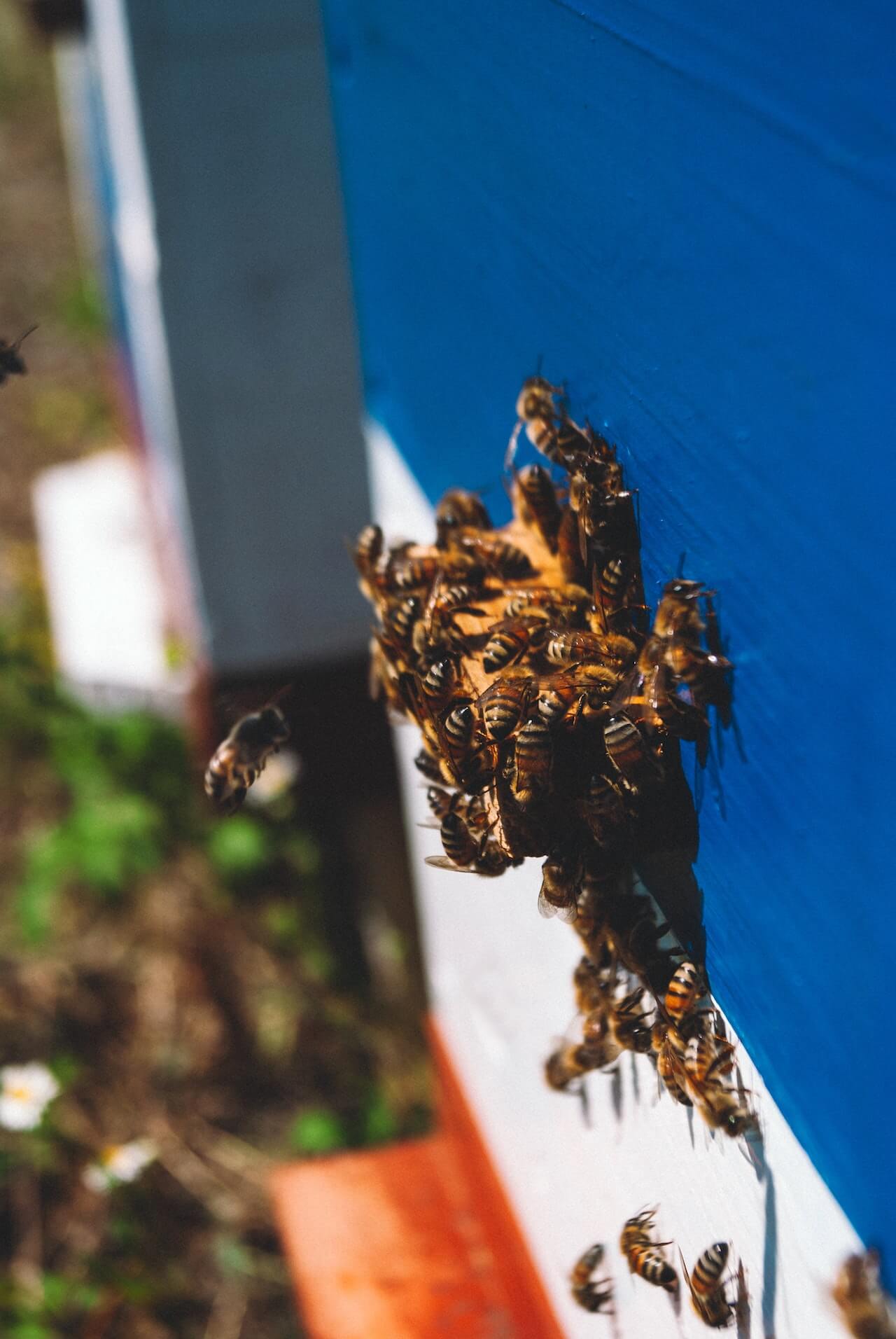 bees nested on a wall