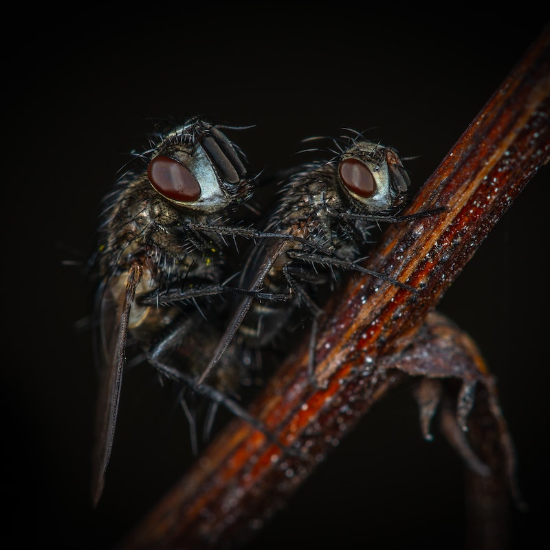 macro photo of two flies