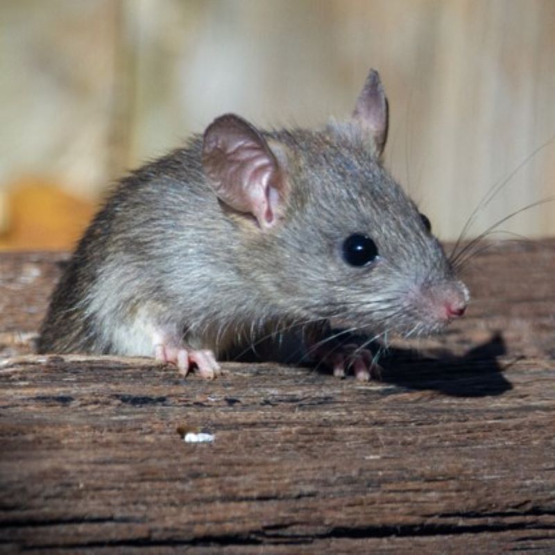 a picture of a house rat