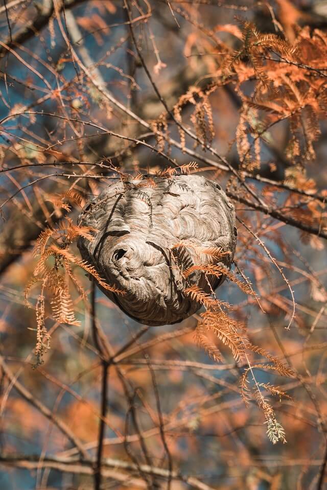 a wasp nest