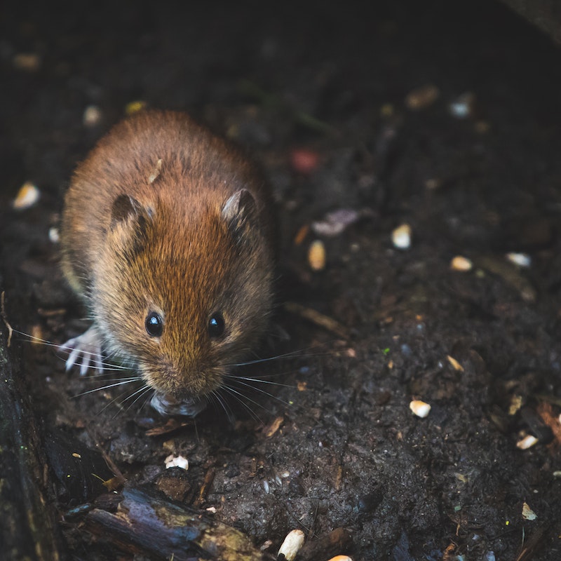 a close up photo of a brown mouse