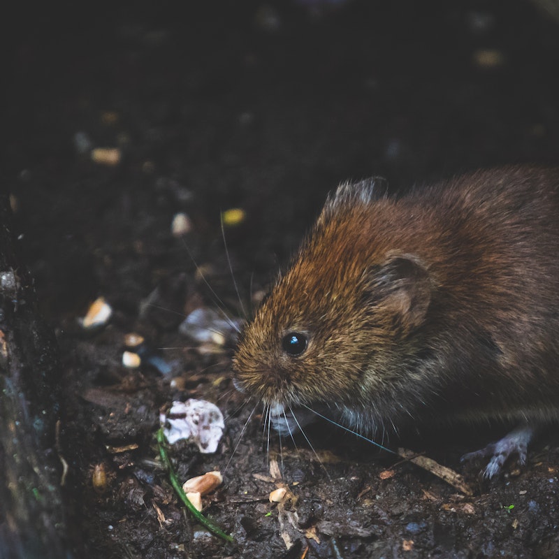 a rat eating leftovers on the ground