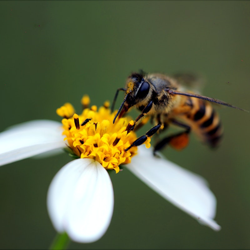 a close up image of a wasp on a plant