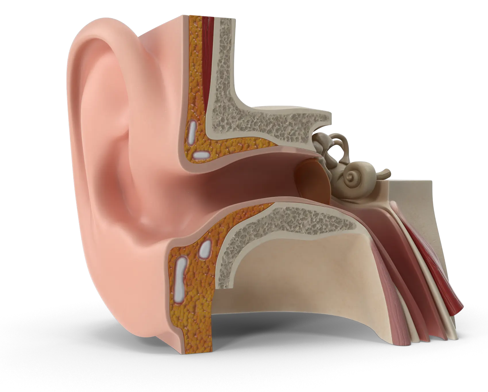 Human Ear Close-Up Illustrations