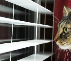 pet-blinds