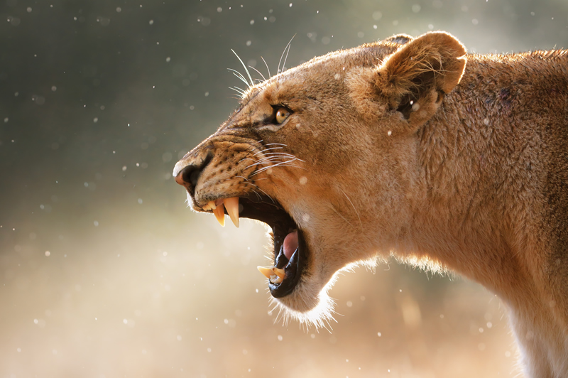 Lioness Escapes at Fair O' Blair